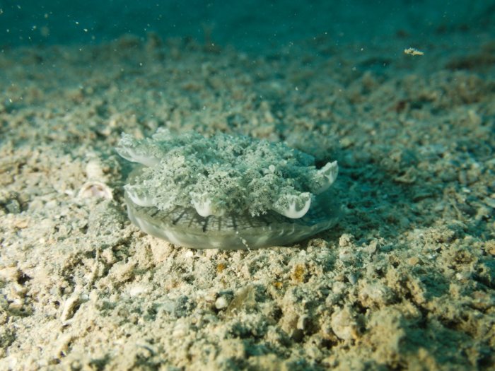 Cassiopea andromeda