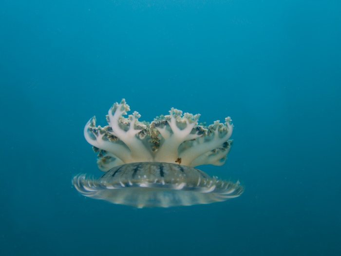 Cassiopea andromeda