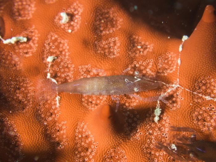 Zenopontonia soror
