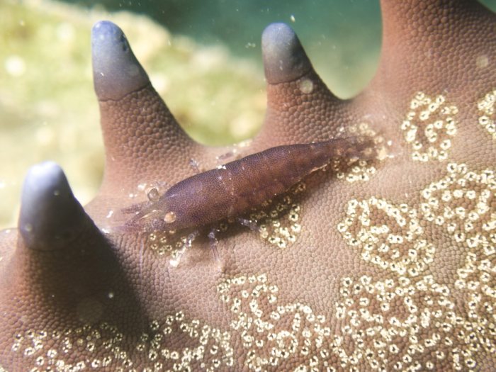 Zenopontonia soror