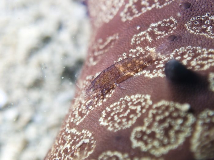 Zenopontonia soror