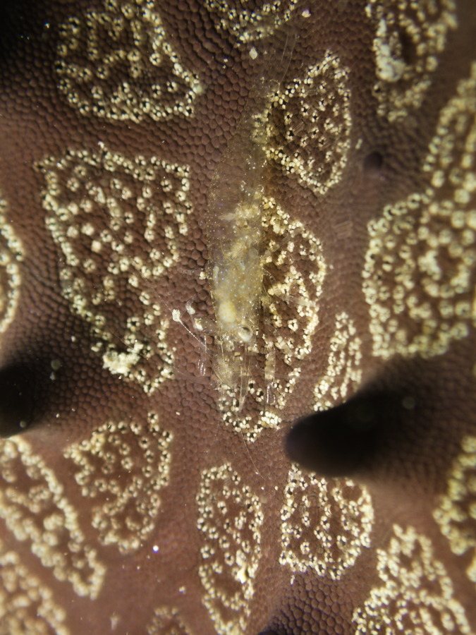 Zenopontonia soror