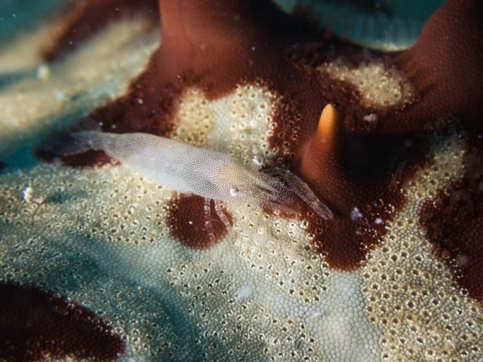 Zenopontonia soror