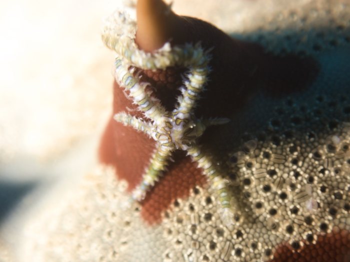 Ophiactis sp.