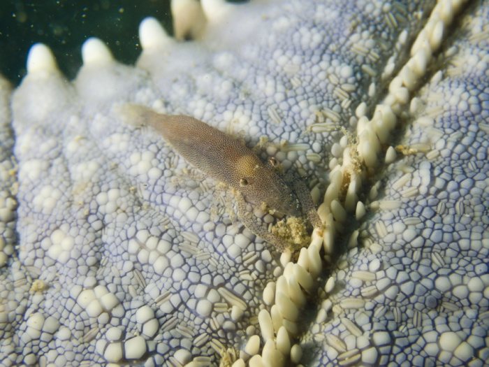 Zenopontonia soror