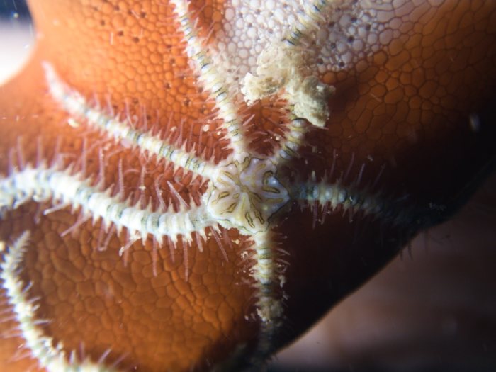 Ophiactis sp.