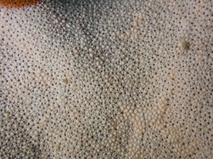 Étoile de mer