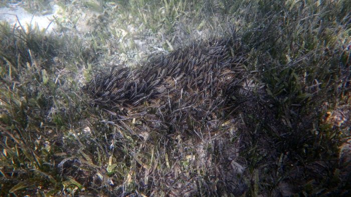 Plotosus lineatus