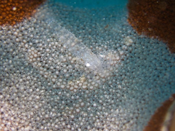 Zenopontonia soror