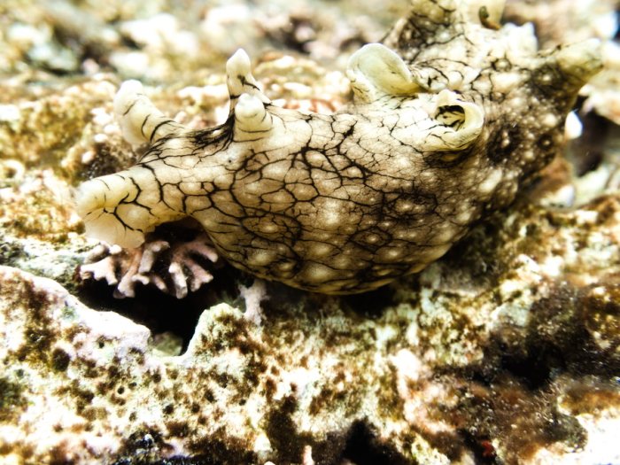 Aplysia dactylomela