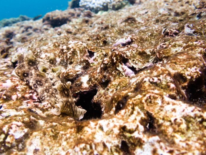 Aplysia dactylomela