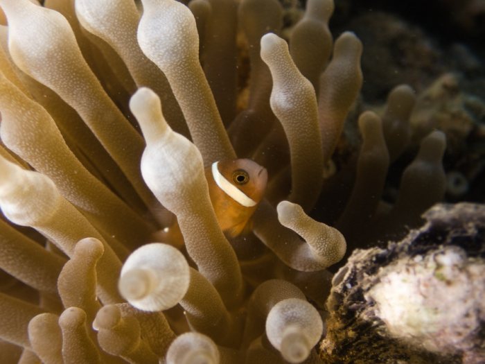Amphiprion akindynos