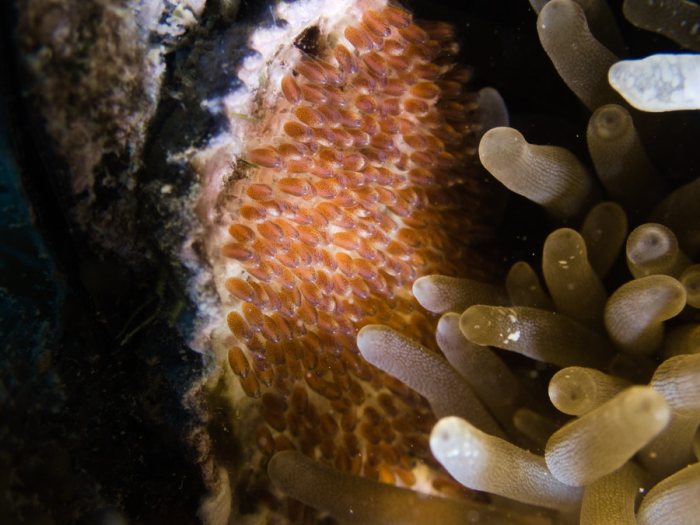 Amphiprion akindynos
