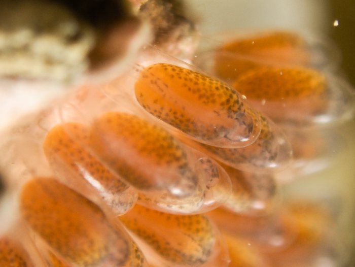 Amphiprion akindynos