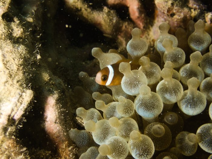 Amphiprion akindynos