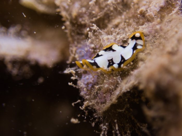 Pseudoceros imperatus