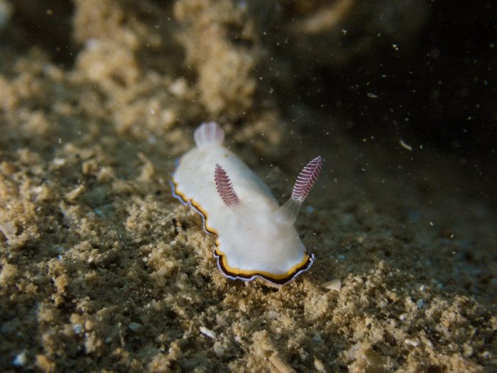 Goniobranchus preciosa