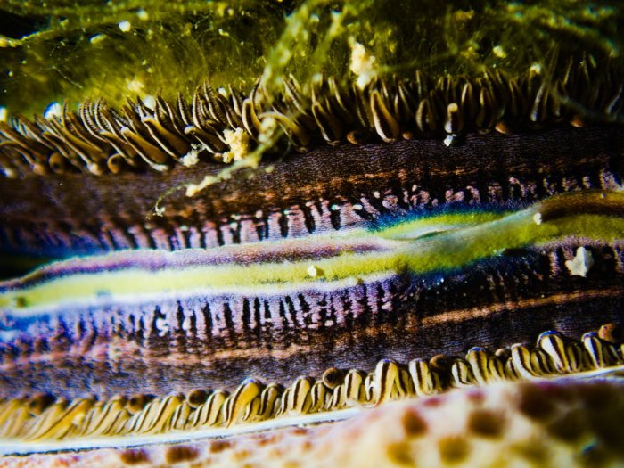 Pedum spondyloideum