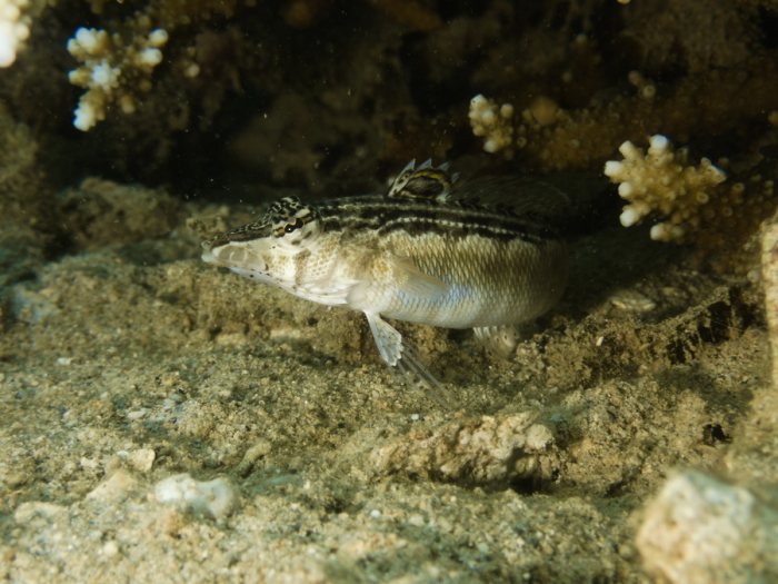 Parapercis australis