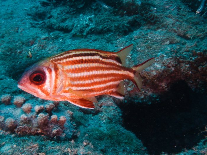 Sargocentron rubrum