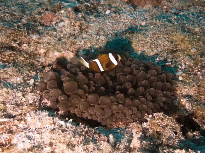 Amphiprion akindynos
