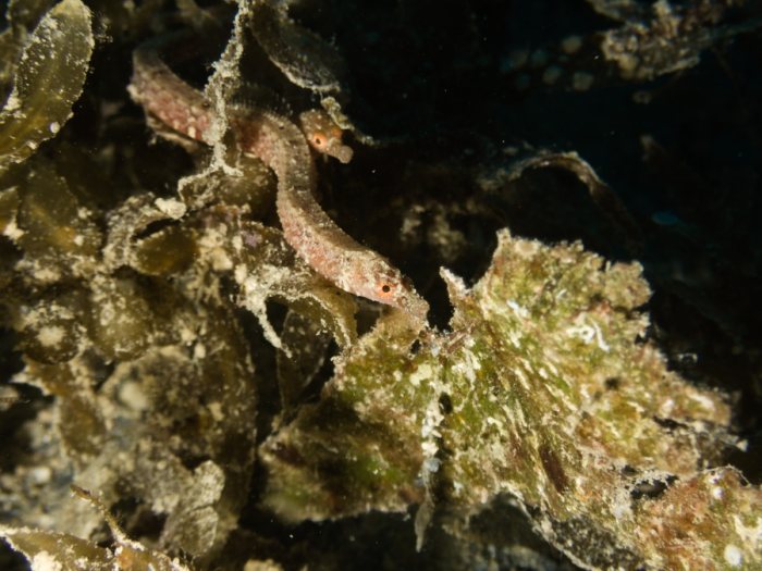 Poisson-pipe