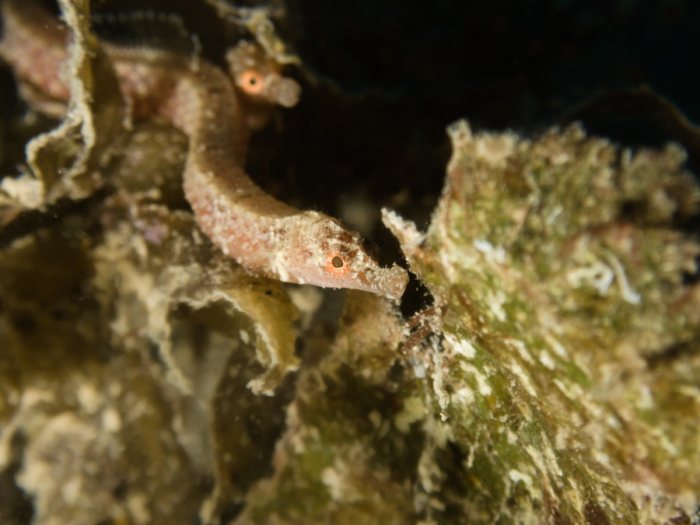Poisson-pipe