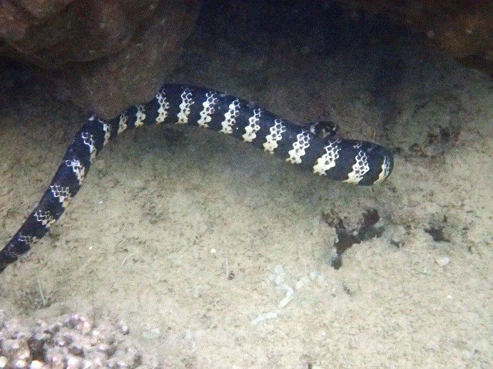 Emydocephalus annulatus