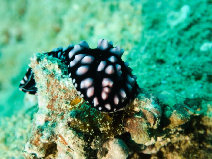 Phyllidiella pustulosa