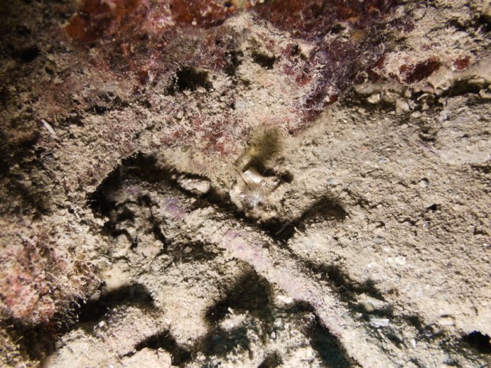 Periclimenes tenuipes