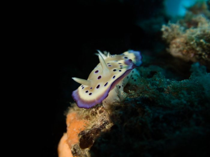 Goniobranchus kuniei