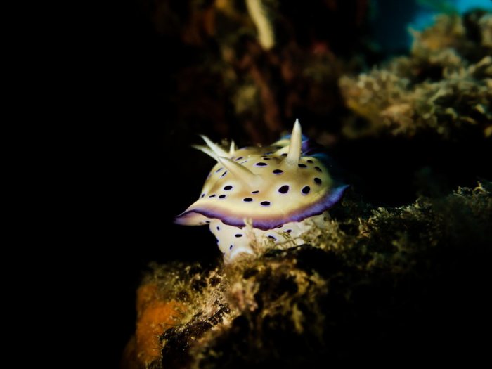 Goniobranchus kuniei