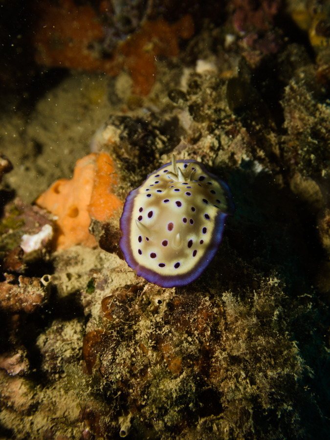 Goniobranchus kuniei