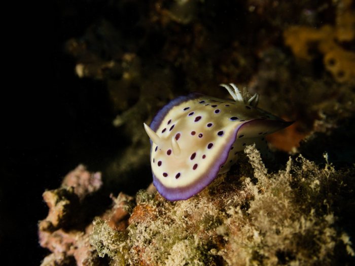 Goniobranchus kuniei