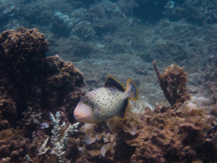 Pseudobalistes flavimarginatus