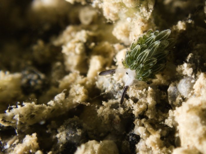 Costasiella usagi