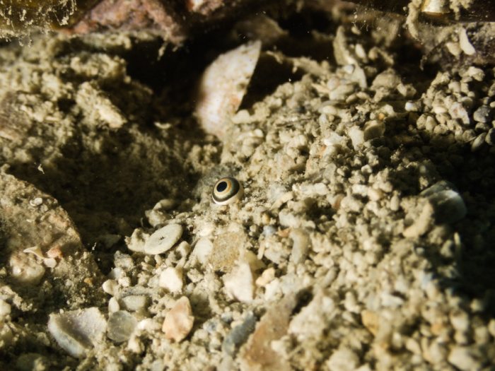 Strombus luhuanus