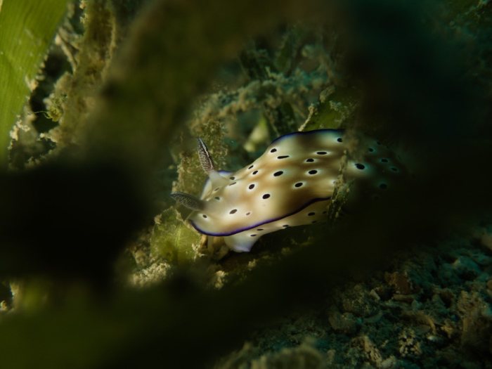 Hypselodoris tryoni