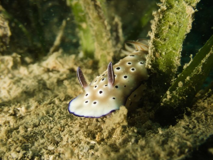 Hypselodoris tryoni