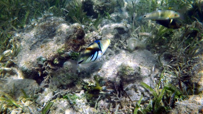 Rhinecanthus aculeatus