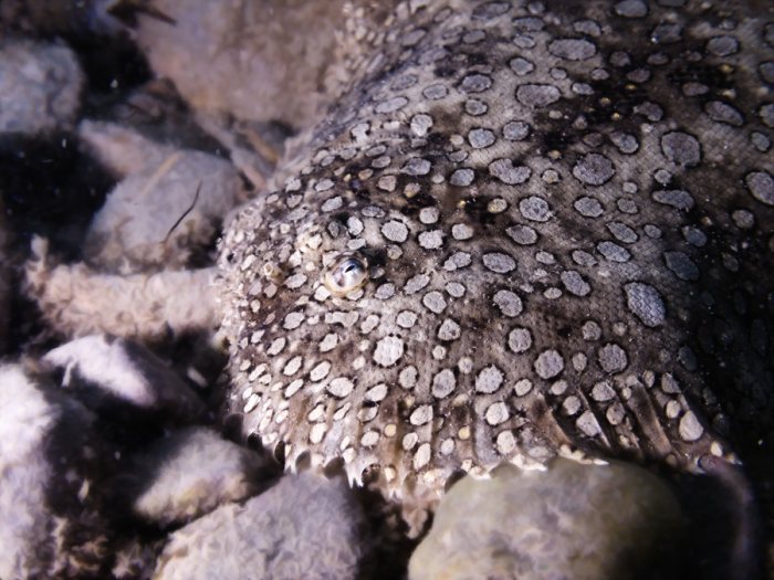 Bothus mancus