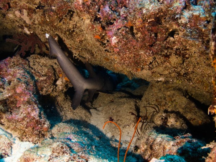 Requin à pointe blanche du lagon