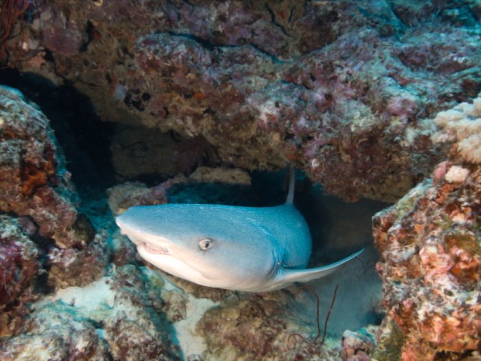 Requin à pointe blanche du lagon