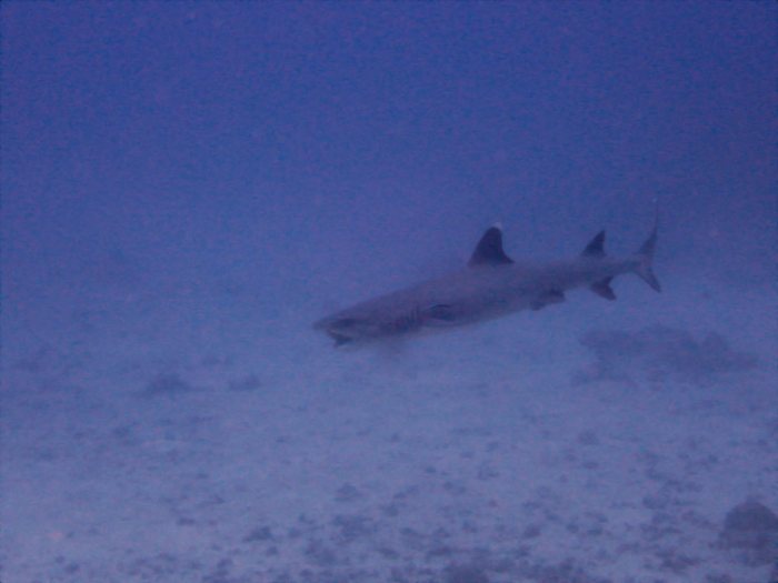 Requin à pointe blanche du lagon