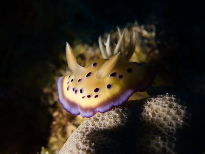 Goniobranchus kuniei