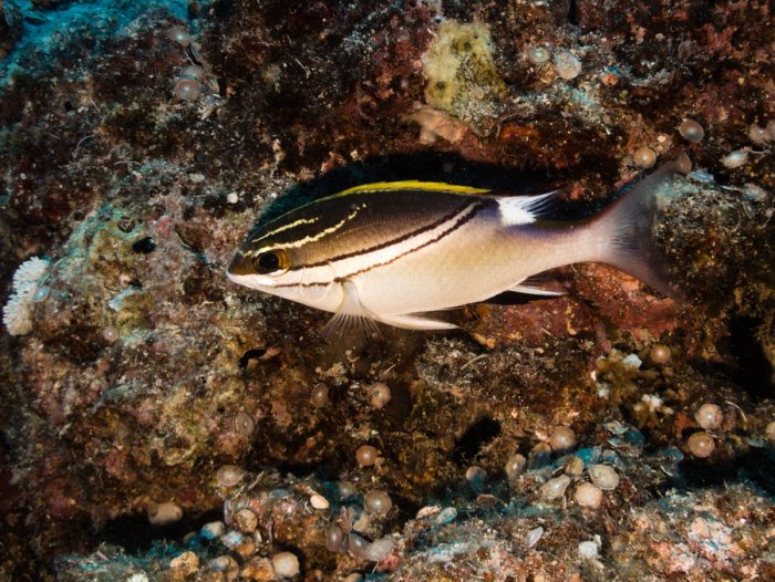 Scolopsis bilineata
