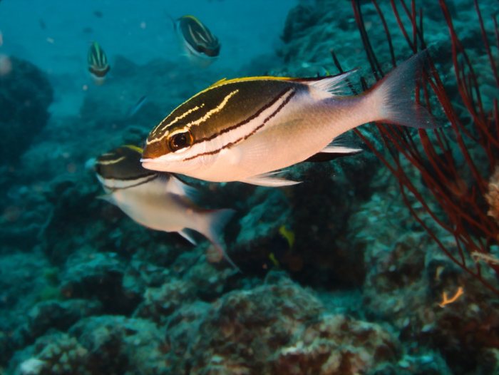 Scolopsis bilineata