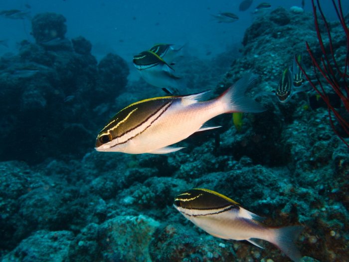 Scolopsis bilineata