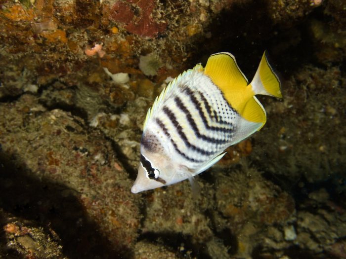 Chaetodon mertensii