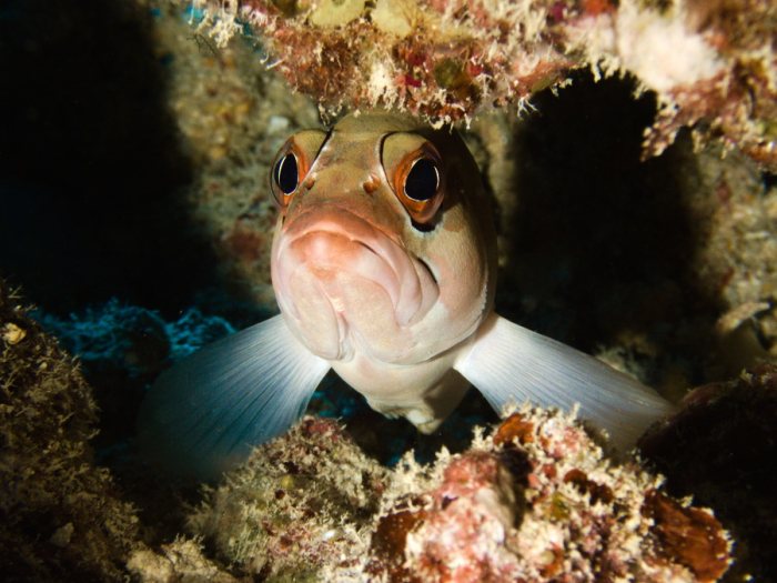 Epinephelus fasciatus